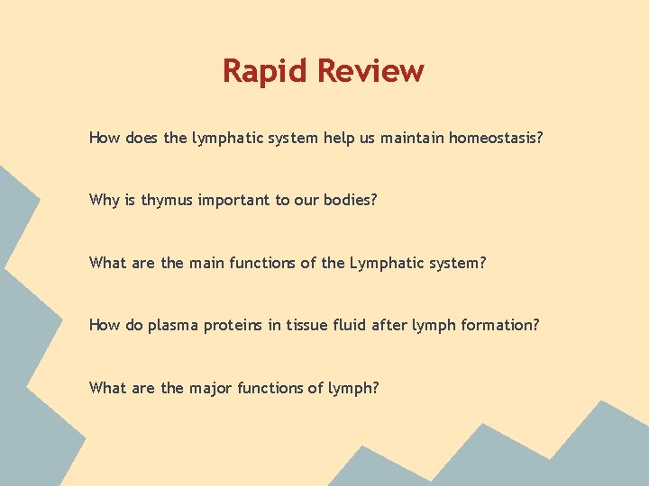 Rapid Review How does the lymphatic system help us maintain homeostasis? Why is thymus