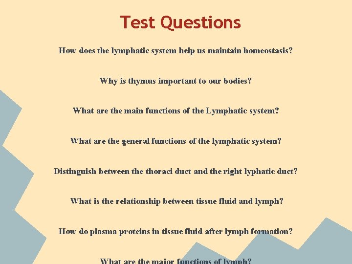 Test Questions How does the lymphatic system help us maintain homeostasis? Why is thymus