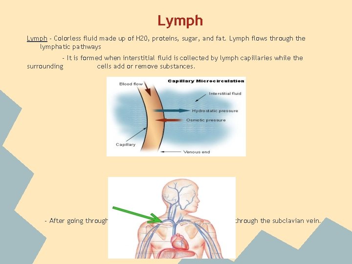 Lymph - Colorless fluid made up of H 20, proteins, sugar, and fat. Lymph