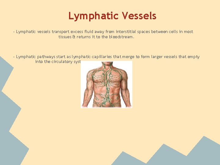 Lymphatic Vessels - Lymphatic vessels transport excess fluid away from interstitial spaces between cells Lymphatic Vessels - Lymphatic vessels transport excess fluid away from interstitial spaces between cells