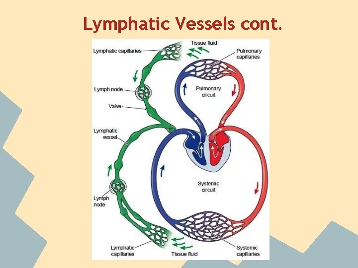 Lymphatic Vessels cont. 