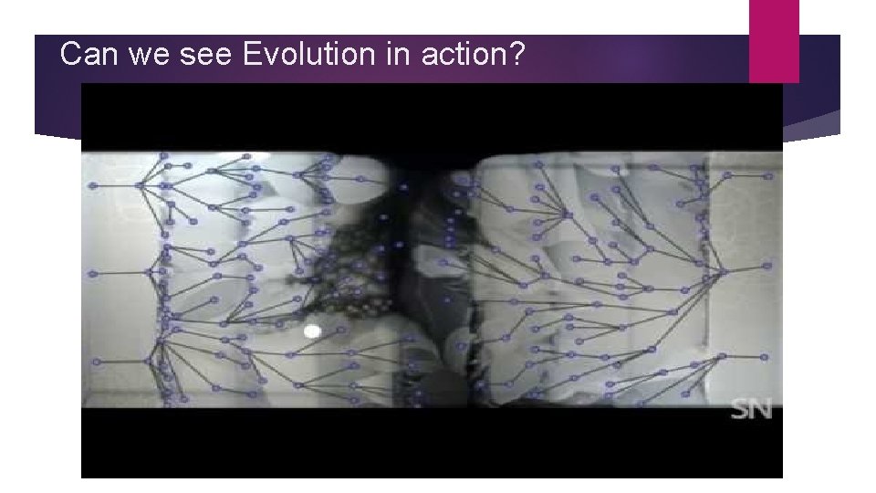 Can we see Evolution in action? 