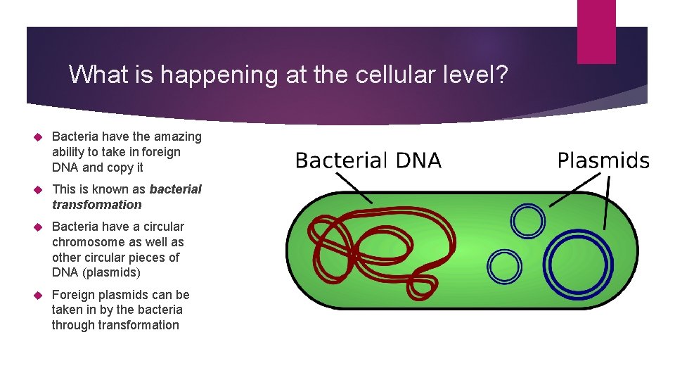 What is happening at the cellular level? Bacteria have the amazing ability to take