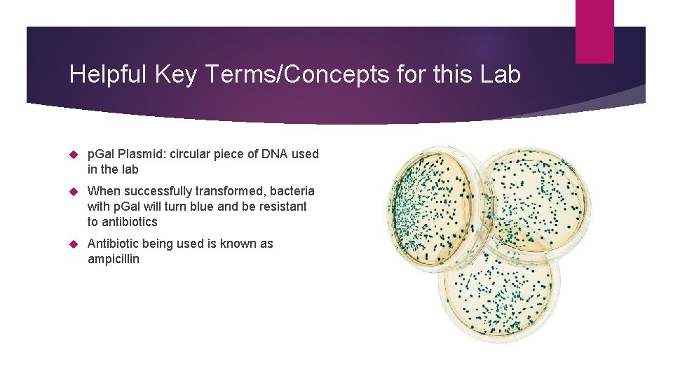 Helpful Key Terms/Concepts for this Lab p. Gal Plasmid: circular piece of DNA used