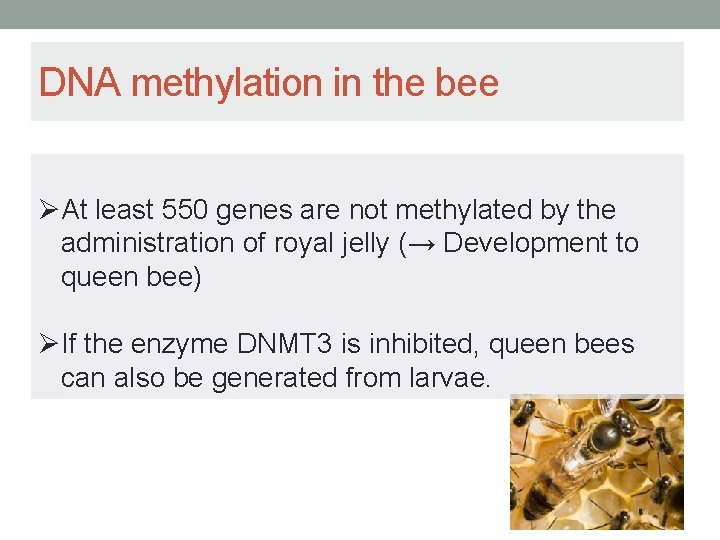 DNA methylation in the bee ØAt least 550 genes are not methylated by the DNA methylation in the bee ØAt least 550 genes are not methylated by the