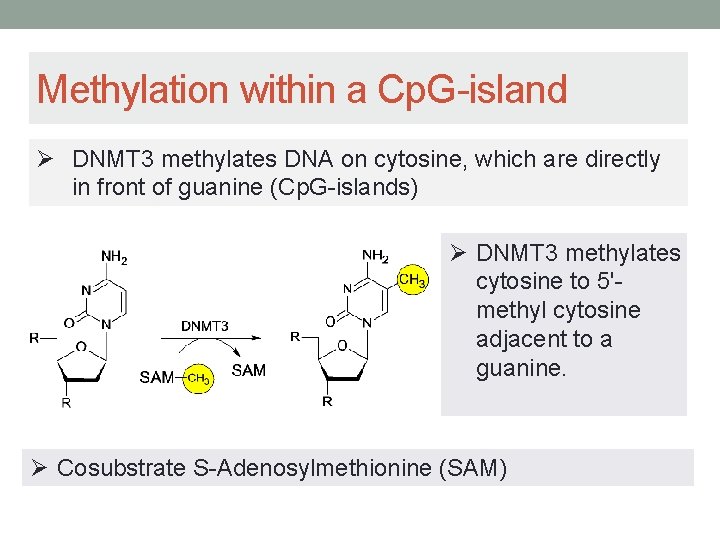 Methylation within a Cp. G-island Ø DNMT 3 methylates DNA on cytosine, which are