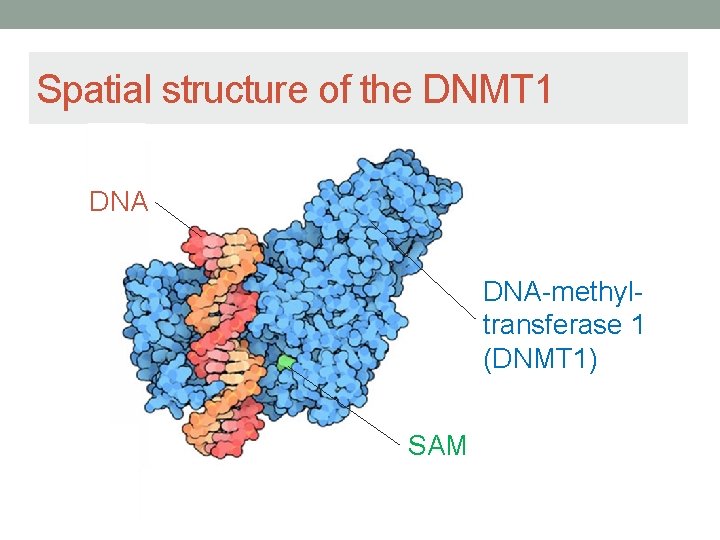 Spatial structure of the DNMT 1 DNA-methyltransferase 1 (DNMT 1) SAM 