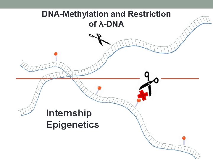 DNA-Methylation and Restriction of λ-DNA Internship Epigenetics 