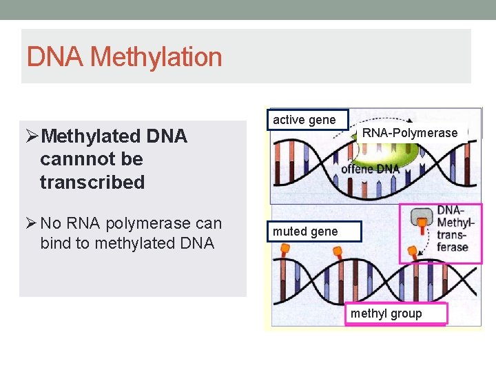 DNA Methylation ØMethylated DNA cannnot be transcribed Ø No RNA polymerase can bind to