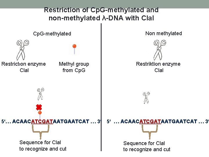 Restriction of Cp. G-methylated and non-methylated λ-DNA with Cla. I Cp. G-methylated Restriction enzyme