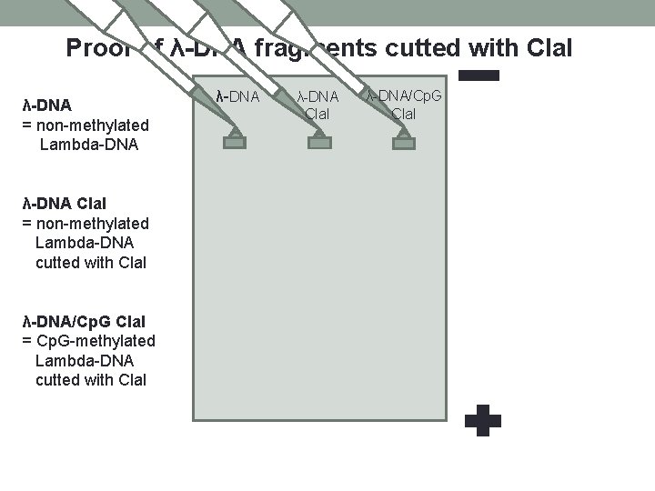 Proof of λ-DNA fragments cutted with Cla. I λ-DNA = non-methylated Lambda-DNA λ-DNA Cla. Proof of λ-DNA fragments cutted with Cla. I λ-DNA = non-methylated Lambda-DNA λ-DNA Cla.