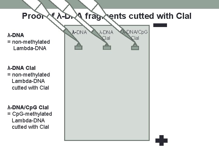 Proof of λ-DNA fragments cutted with Cla. I λ-DNA = non-methylated Lambda-DNA λ-DNA Cla.