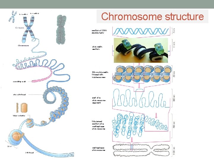 Chromatide 1 Chromatide 2 Chromosome structure section of DNA double helix chromatin section 30