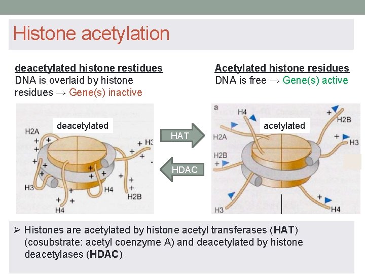 Histone acetylation Acetylated histone residues DNA is free → Gene(s) active deacetylated histone restidues
