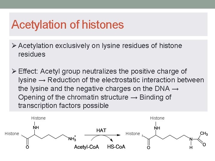 Acetylation of histones Ø Acetylation exclusively on lysine residues of histone residues Ø Effect: