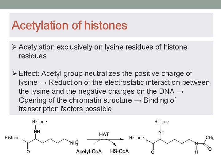 Acetylation of histones Ø Acetylation exclusively on lysine residues of histone residues Ø Effect: Acetylation of histones Ø Acetylation exclusively on lysine residues of histone residues Ø Effect: