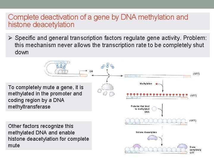 Complete deactivation of a gene by DNA methylation and histone deacetylation Ø Specific and