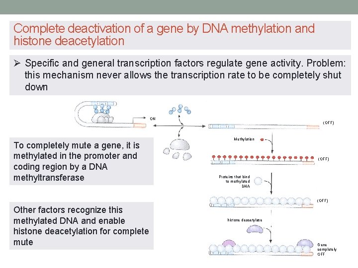 Complete deactivation of a gene by DNA methylation and histone deacetylation Ø Specific and Complete deactivation of a gene by DNA methylation and histone deacetylation Ø Specific and