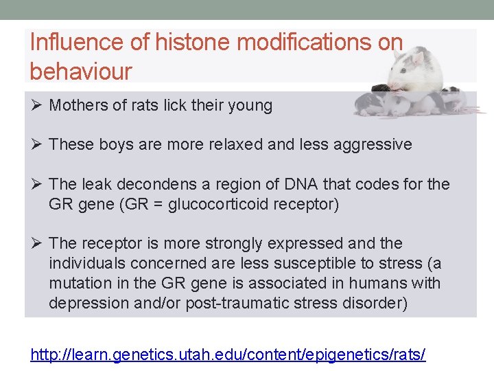 Influence of histone modifications on behaviour Ø Mothers of rats lick their young Ø