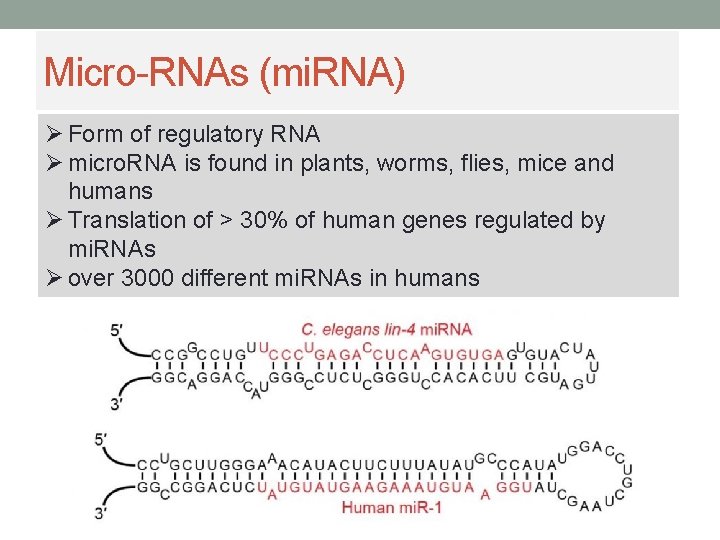 Micro-RNAs (mi. RNA) Ø Form of regulatory RNA Ø micro. RNA is found in