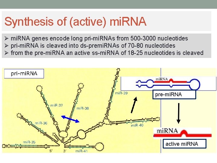 Synthesis of (active) mi. RNA Ø mi. RNA genes encode long pri-mi. RNAs from