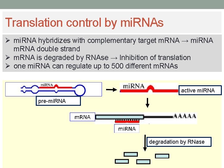 Translation control by mi. RNAs Ø mi. RNA hybridizes with complementary target m. RNA