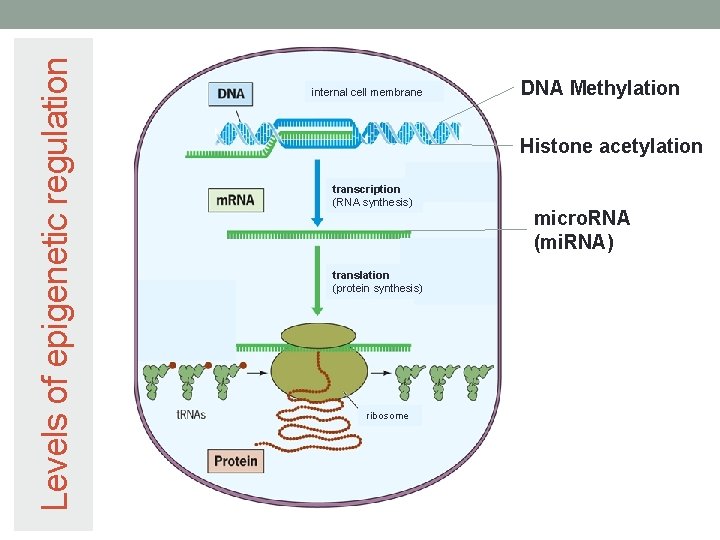 Levels of epigenetic regulation internal cell membrane DNA Methylation Histone acetylation transcription (RNA synthesis)