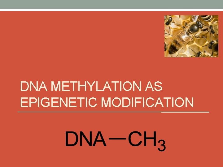 DNA METHYLATION AS EPIGENETIC MODIFICATION  DNA METHYLATION AS EPIGENETIC MODIFICATION