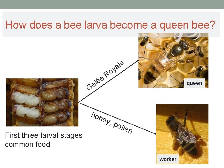 How does a bee larva become a queen bee? le a y e é