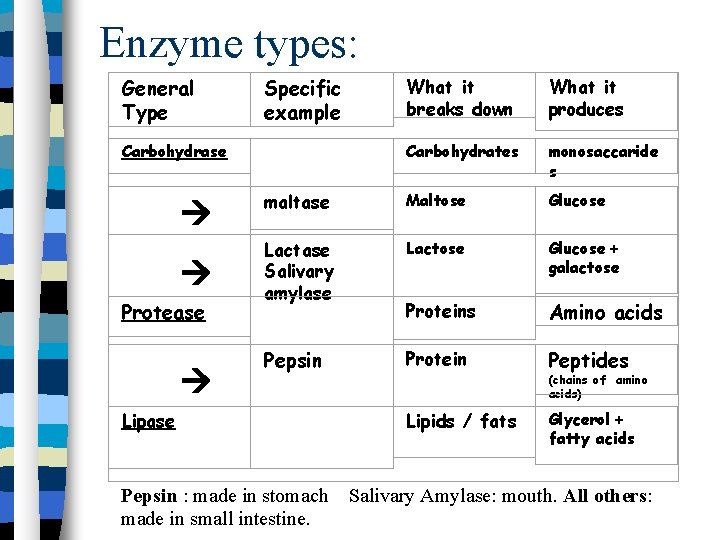 Enzyme types: General Type Specific example What it breaks down What it produces Carbohydrates