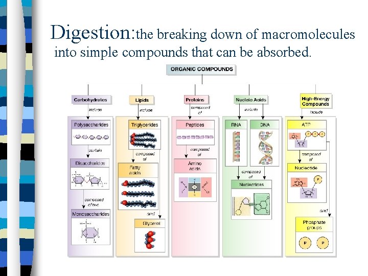 Digestion: the breaking down of macromolecules into simple compounds that can be absorbed. 