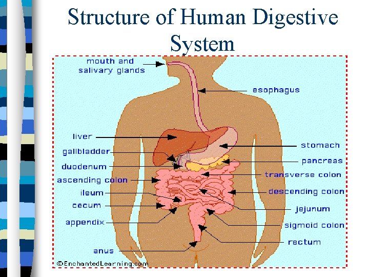 Structure of Human Digestive System 
