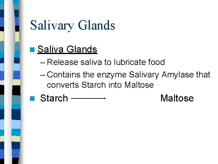 Salivary Glands Saliva Glands – Release saliva to lubricate food – Contains the enzyme