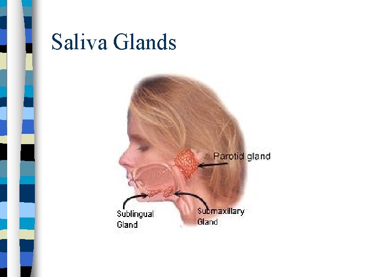 Saliva Glands 