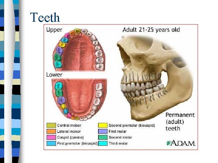 Teeth 