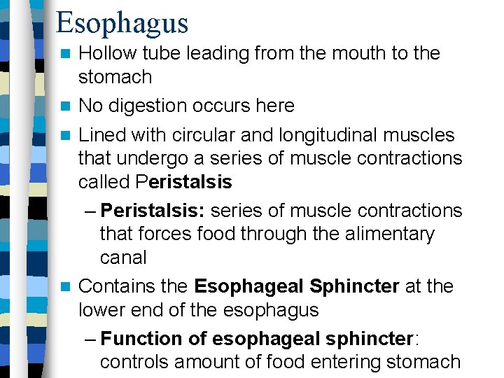 Esophagus Hollow tube leading from the mouth to the stomach No digestion occurs here