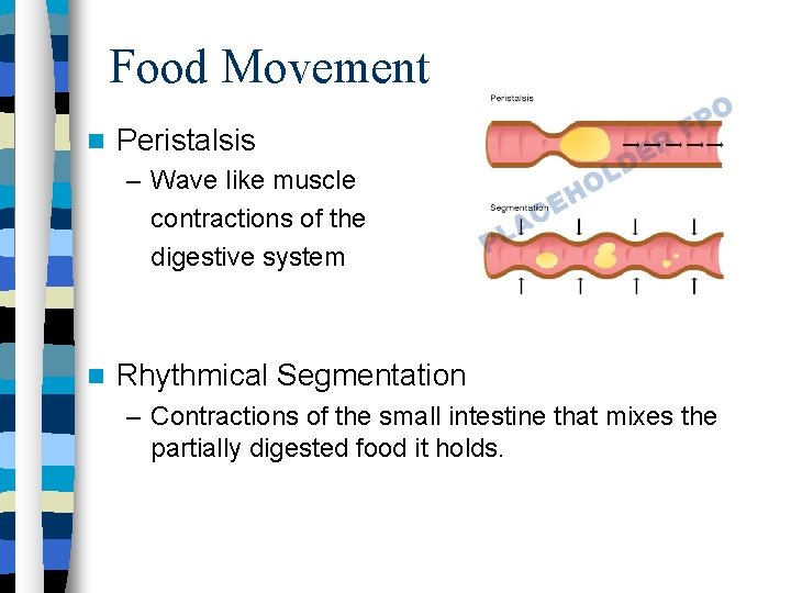 Food Movement Peristalsis – Wave like muscle contractions of the digestive system Rhythmical Segmentation