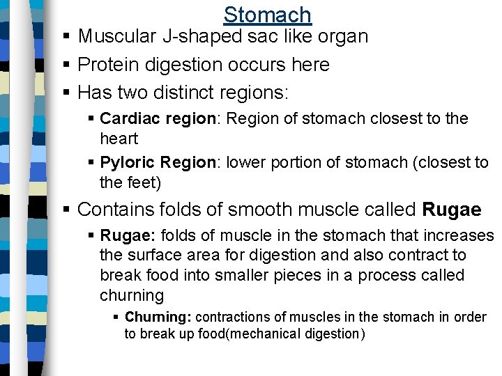 Stomach § Muscular J-shaped sac like organ § Protein digestion occurs here § Has