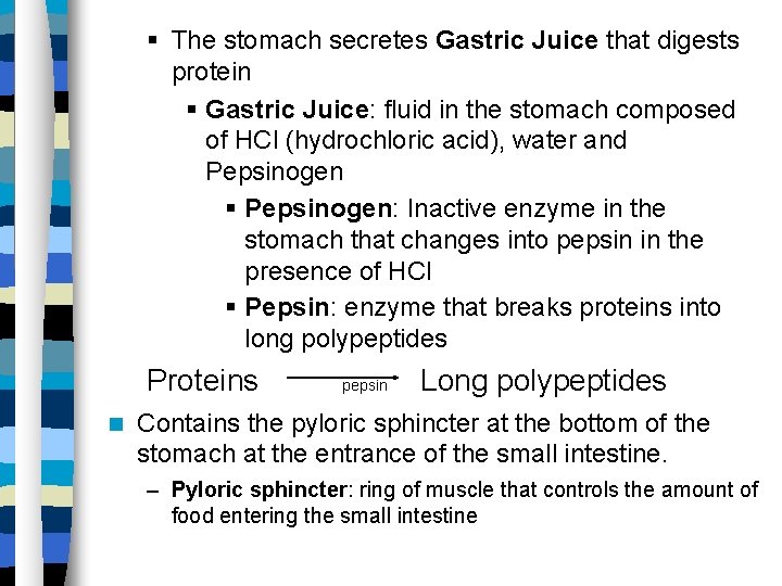 § The stomach secretes Gastric Juice that digests protein § Gastric Juice: fluid in