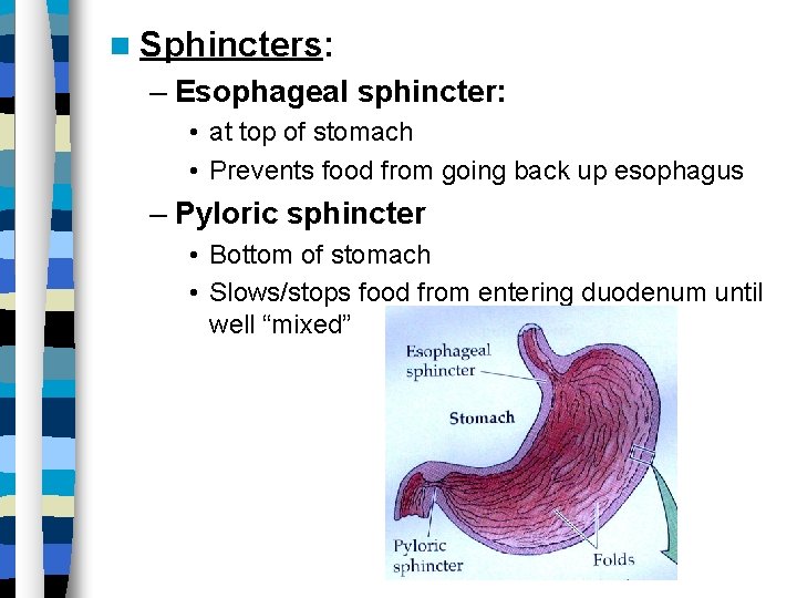  Sphincters: – Esophageal sphincter: • at top of stomach • Prevents food from