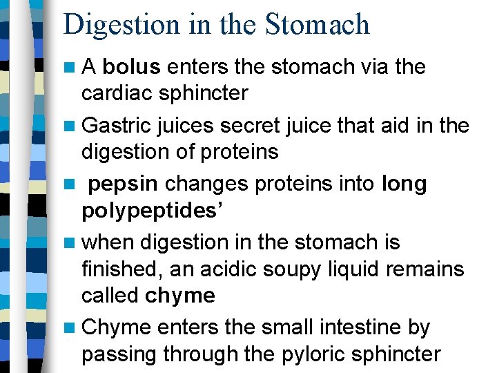 Digestion in the Stomach A bolus enters the stomach via the cardiac sphincter Gastric