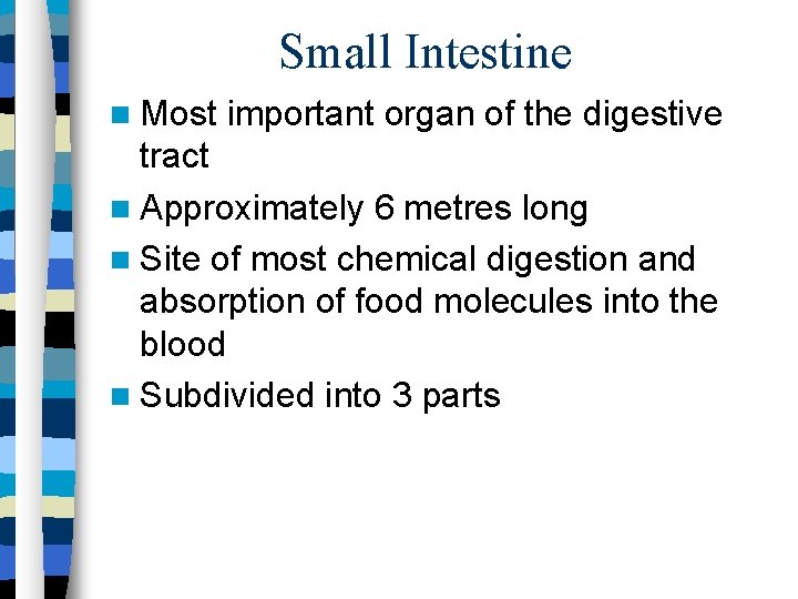 Small Intestine Most important organ of the digestive tract Approximately 6 metres long Site