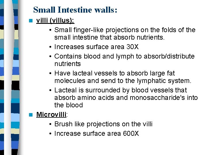 Small Intestine walls: villi (villus): • Small finger-like projections on the folds of the