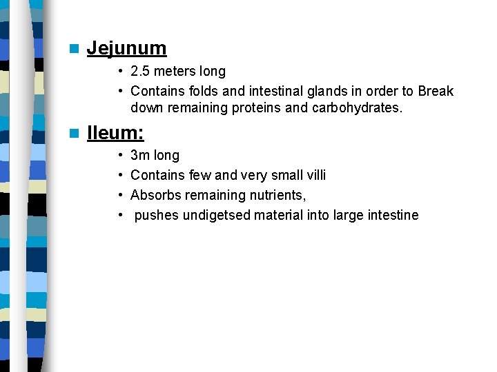  Jejunum • 2. 5 meters long • Contains folds and intestinal glands in