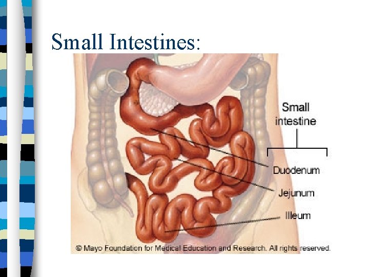 Small Intestines: 