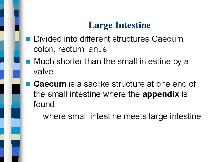 Large Intestine Divided into different structures Caecum, colon, rectum, anus Much shorter than the