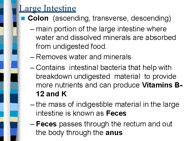 Large Intestine Colon (ascending, transverse, descending) – main portion of the large intestine where