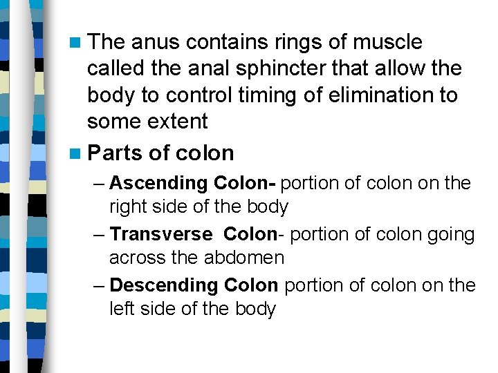  The anus contains rings of muscle called the anal sphincter that allow the