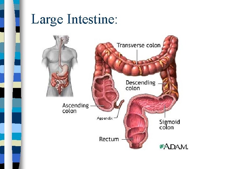 Large Intestine: 