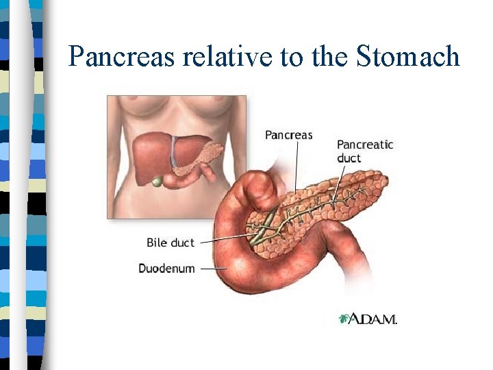 Pancreas relative to the Stomach 